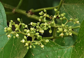 Cissus integrifolia, flowers, way to Sonjo waterfall, Udzungwa NP, Tanzania