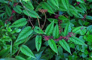 Cissus javana, fruiting leafy stems, Doi Pha Tang, Chiang Rai, Thailand
