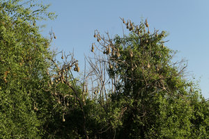 Cladostemon kirkii, hanging fruits on a defoliate tree, Liwonde NP, Malawi