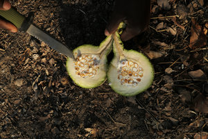 Cladostemon kirkii, open fruit, Liwonde NP, Malawi
