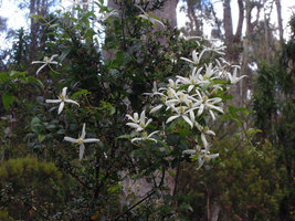 Clematis aristata, Mount Wellington, Tasmania