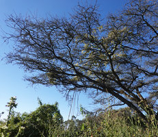Clematis simensis climbing in an Acacia, Simien NP, Ethiopia