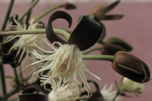 Clematis smilacifolia, flower with blackish sepals and bright white stamens, Mount Popa, Mandalay, Myanmar