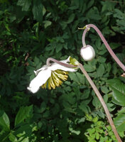 Clematis villosa, flower, Kisensegere, Rukwa, 1200 m asl, Tanzania