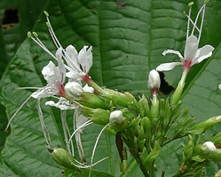Clerodendrum adenophysum, flowers with characteristic protruding stamens, Danum Valley, Sabah, Borneo
