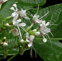 Clerodendrum adenophysum, persistent green calyx, long white corolla tube pink at the top, white petal lobes and long exserted stamens, Danum Valley, Sabah, Borneo