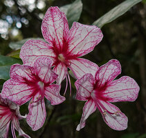 Clerodendrum arenarium, flowers at anthesis, Ankanin&#039;ny Nofy  Reserve, Madagascar