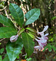 Clerodendrum arenarium, flowers at anthesis, long green tubular calyx, Ankanin&#039;ny Nofy  Reserve, Madagascar