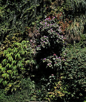 Clerodendrum bungei in full bloom at the Oasis d&#039;Aboukir, July 2019