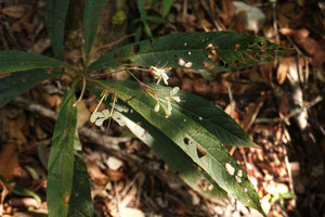 Clerodendrum lankawiense, Gunung Machinchang, Langkawi, Malaysia