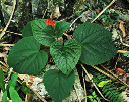 Clerodendrum sp., herbaceous tuberous species growing in limestone boulders, Hinboun, Laos