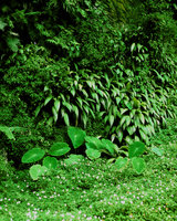 Cliff covered with Colocasia, Curculigo, Impatiens, Gunung Gedeh - Java