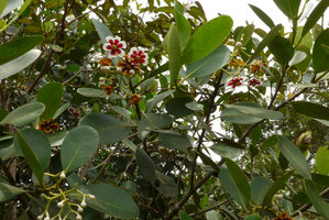 Clusia lanceolata, flowering shrub at forest edges, Lagos de Menegua, Puerto Lopez, Meta, Colombia