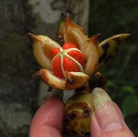 Clusia sp. Mountain Pine Ridge Forest Reserve, Belize