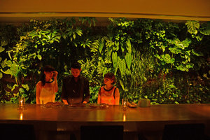 CNAC, at the Bar, preparing snacks in front of Philodendron goeldii, Epiphyllum chrysocardium, Anthurium warocqueanum and Ficus leprieurii, Aoyama,Tokyo