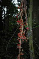 Cnestis corniculata, a cauliflorous liana with red hairy follicles and a pink inflorescence of the cauliflorous small tree Leonardoxa africana, Ebodje, Campo, Cameroon