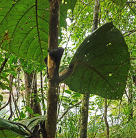 Coccoloba belizensis, leaf blade, petiole and large ochraea, Mountain Pine Ridge Forest Reserve, Belize