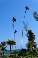 Coccothrinax alexandri on limestone rocky sea shore, Baracoa, Cuba