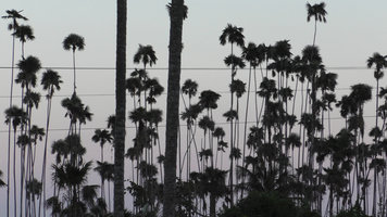 Coccothrinax alexandri with very narrow stipes along the sea coast, Baracoa, Cuba