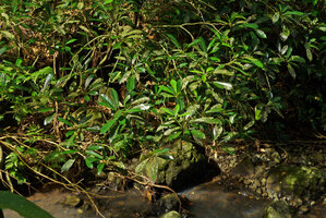 Codiaeum variegatum as a rheophyte on the stony banks of a forest river, Taveuni, Fiji