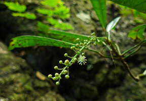 Codiaeum variegatum, male inflorescence of the rheophytic form, Taveuni, Fiji
