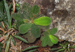Codonoboea bakoensis on vertical sandstone rock, Bako NP, Sarawak, Borneo