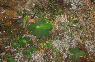 Codonoboea bakoensis population on vertical mossy sandstone rock, Bako NP, Sarawak, Borneo
