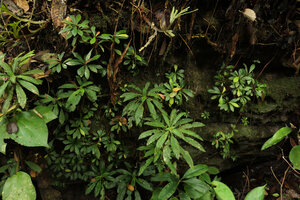 Codonoboea craspedodroma and Neckia serrata on a shaded vertical rock face, Endau Rompin NP, Malaysia
