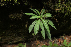 Codonoboea craspedodroma, perfect leaf shade avoidance in the apical rosette of leaves, Endau Rompin NP, Malaysia