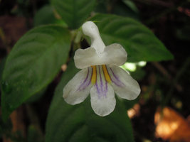 Codonoboea hispida, flower and leaves, Fraser&#039;s Hill, Malaysia