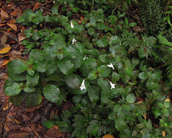 Codonoboea hispida, Fraser&#039;s Hill, Malaysia