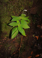 Codonoboea kjellbergii at the base of the trunk of Agathis alba, Manusela NP, 1000 m asl, Seram, Moluccas