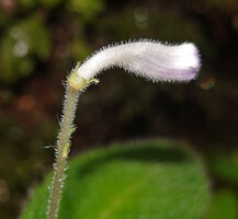 Codonoboea kjellbergii, densely hairy flower bud, Manusela NP, 1000 m asl, Seram, Moluccas