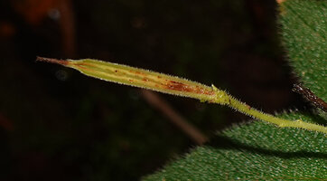 Codonoboea kjellbergii, narrow capsule with upper slit, Manusela NP, 1000 m asl, Seram, Moluccas