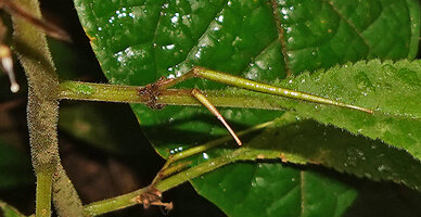 Codonoboea lilacina, inflorescence peduncle adnate to to the petiole on half its length and emerging elongated pointed capsular fruits, earth banks along Tahan river, Taman Negara, Malaysia