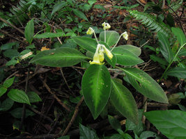 Codonoboea malayana, synchronous flowering, Fraser&#039;s Hill, Malaysia