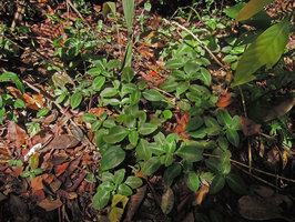 Codonoboea malayana, vegetative population with silver leaves due to appressed hairs, Fraser&#039;s Hill, Malaysia