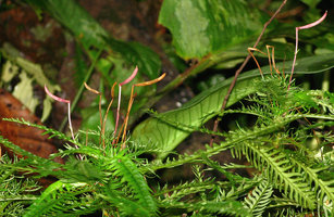 Codonoboea pectinata, boat shaped maturing capsules, Selangor, Malaysia