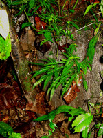 Codonoboea pectinata, plants on rocks, Selangor, Malaysia