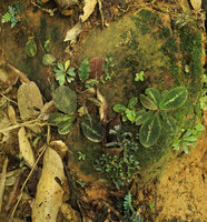 Codonoboea puncticulata, Neckia serrata, Diplazium tomentosum and Selaginella intermedia growing on the vertical face of a small rock, Endau Rompin NP, Malaysia