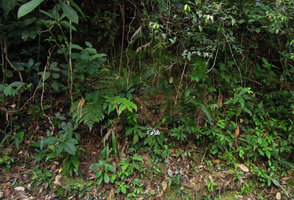 Codonoboea quinquevulnera, population on earth slope, Fraser&#039;s Hill, Malaysia