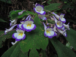 Codonoboea quinquevulnera, synchronous flowering, Fraser&#039;s Hill, Malaysia