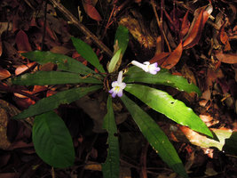 Codonoboea sp. bicolored flowers, Mt Santubong, Sarawak, Borneo