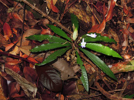 Codonoboea sp. on a rock, Mt Santubong, Sarawak, Borneo
