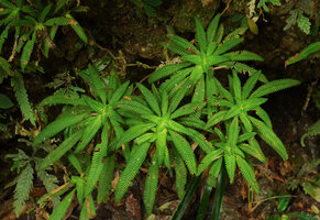 Codonoboea sp., Sumatra