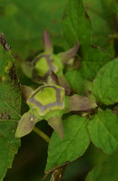 Codonopsis ussuriensis, developping star fruit and accrescent pink sepals, Hakone, Japan