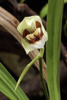 Coelogyne beccarii, flower at anthesis, Kwau, 1600 m asl, Arfak Mts, West Papua