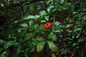 Cola digitata in forest understory, open bright red follicles, Mont des Elephants, Kribi, Cameroon