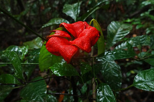 Cola digitata, open  bright red follicles, the black seeds already removed by animals, Mont des Elephants, Kribi, Cameroon
