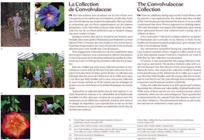 Collection Convolvulaceae